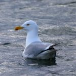 CSPN山东体育频道高清直播在线观看 3i9e2